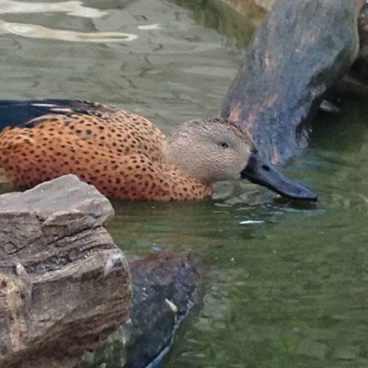 C - rata lingurar argentinian