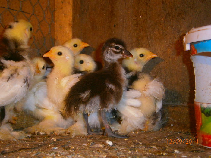 ma fac eu MAREEE!!!!!