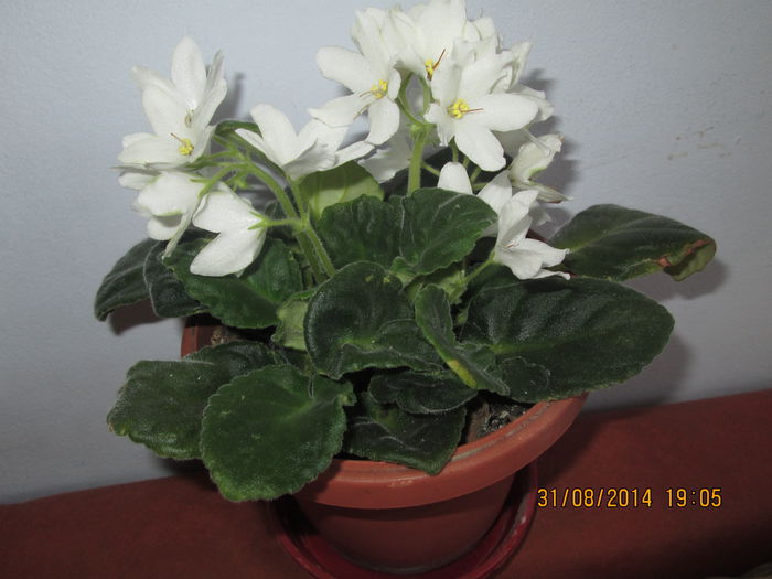 IMG_8451 - Florile mele in august 2014