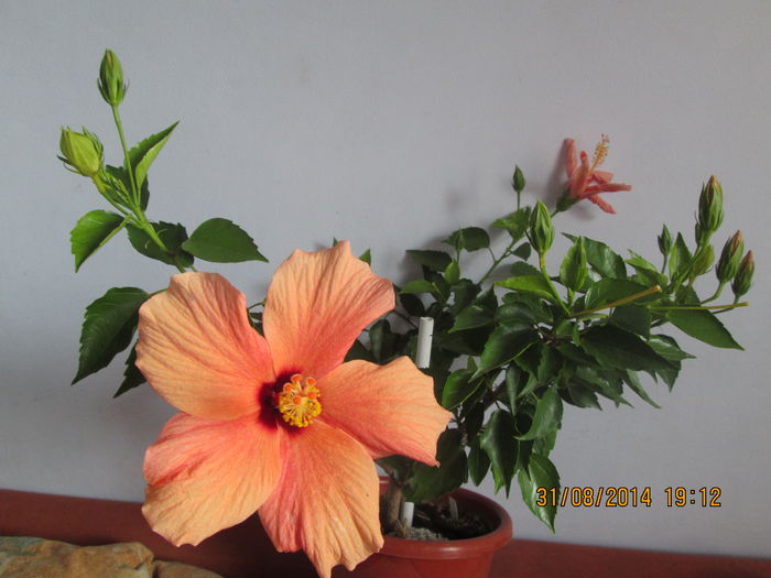 IMG_8452 - Florile mele in august 2014