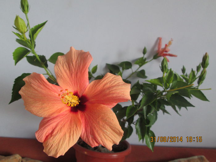 IMG_8455 - Florile mele in august 2014