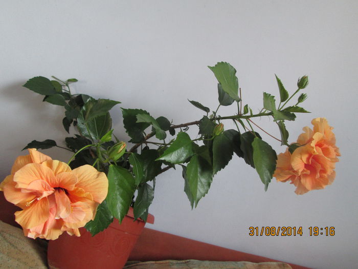 IMG_8456 - Florile mele in august 2014