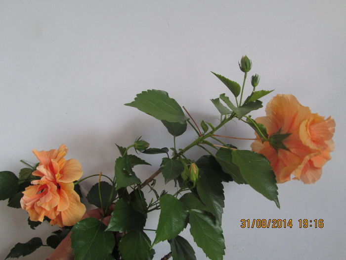 IMG_8457 - Florile mele in august 2014