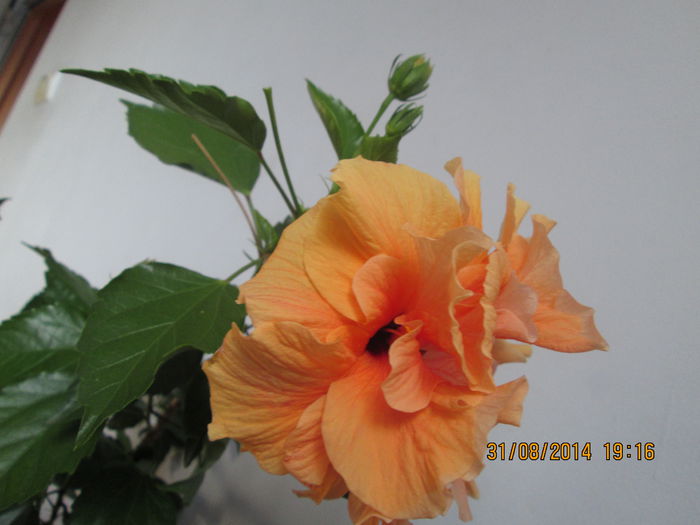 IMG_8458 - Florile mele in august 2014