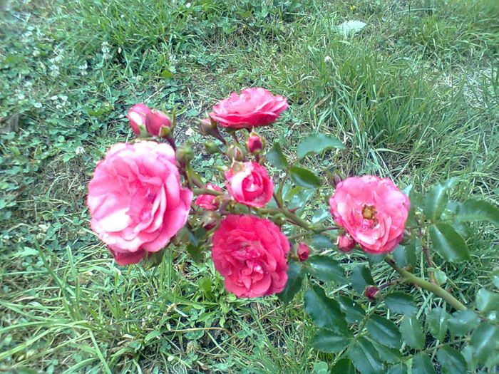 FAIRY ROOD - Trandafiri taratori