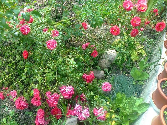 FAIRY ROOD - Trandafiri taratori