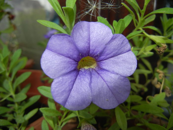 Calibrachoa Blue (2014, Sep.09)