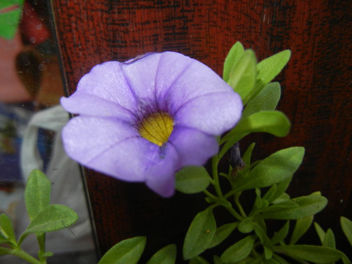Calibrachoa Blue (2014, Sep.09) - Calibrachoa Blue