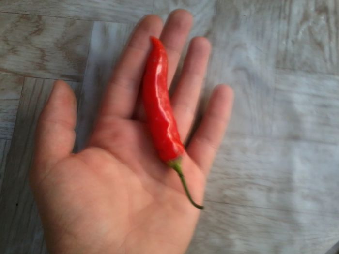 2014-09-04 18.54.31 - Ardei iuti 2014