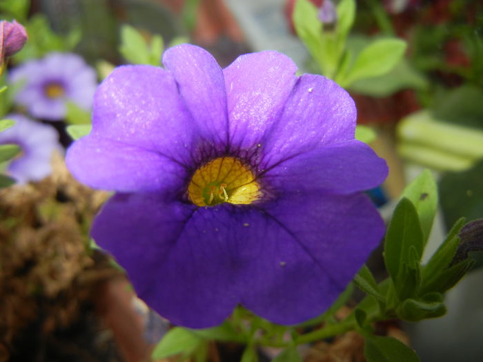 Calibrachoa Blue (2014, Sep.09) - Calibrachoa Blue
