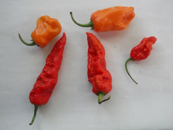 DSCN0329 - Ardei iuti 2014