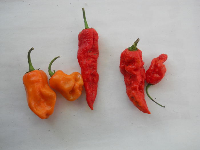 DSCN0330 - Ardei iuti 2014