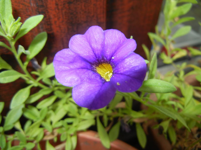 Calibrachoa Blue (2014, Sep.12)