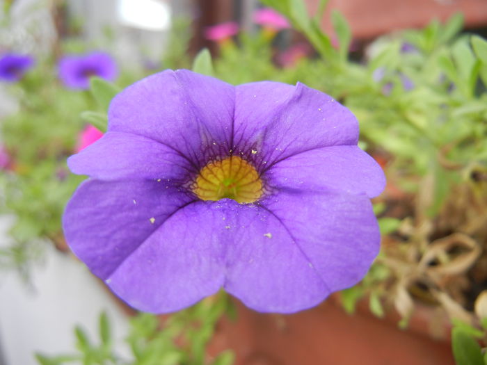 Calibrachoa Blue (2014, Sep.12)