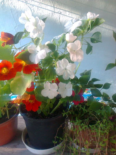 IMPATIENS (SPORUL CASEI )