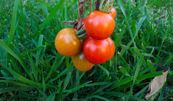 Porodică - 2-1  Regionalisme din MM