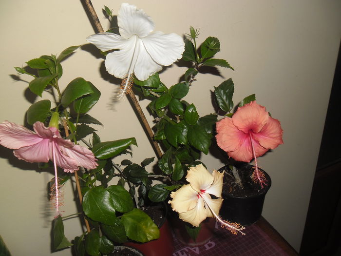 004 - Hibiscus 2014-1