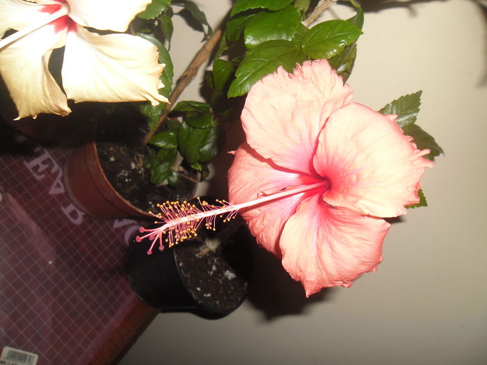 007 - Hibiscus 2014-1