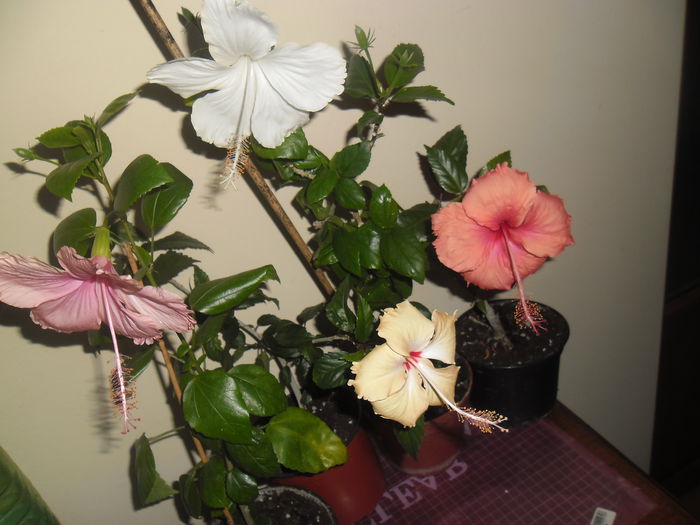 005 - Hibiscus 2014-1