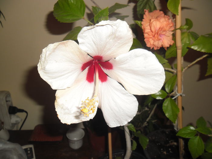 071 - Hibiscus 2014-1