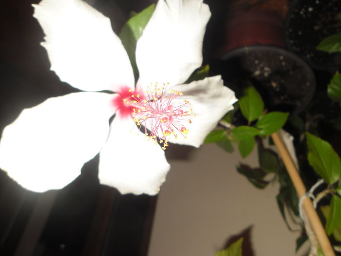 Arnotianus