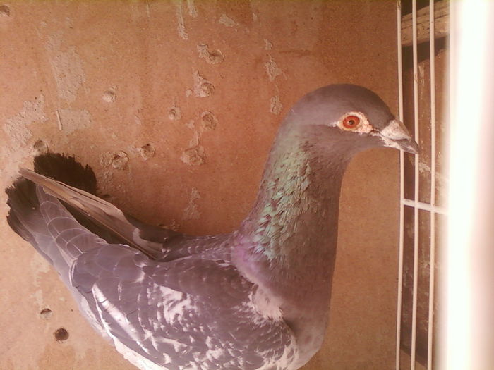 Fotografii-0014