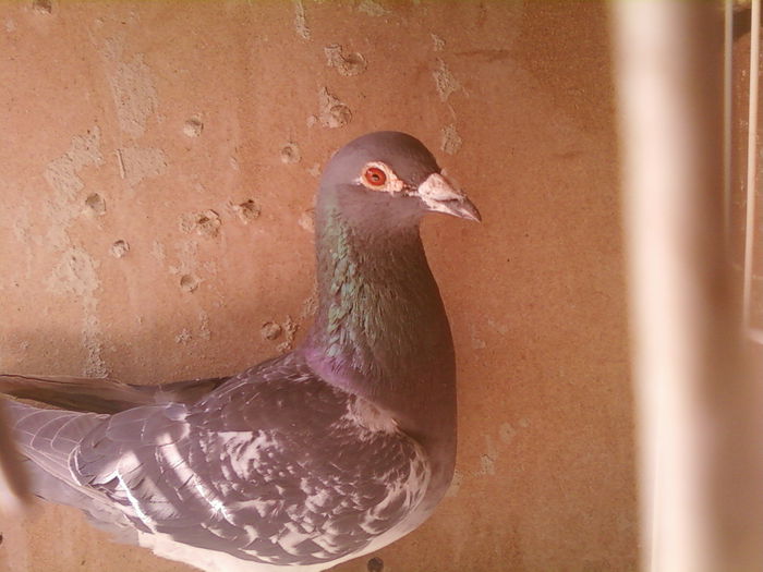 Fotografii-0016