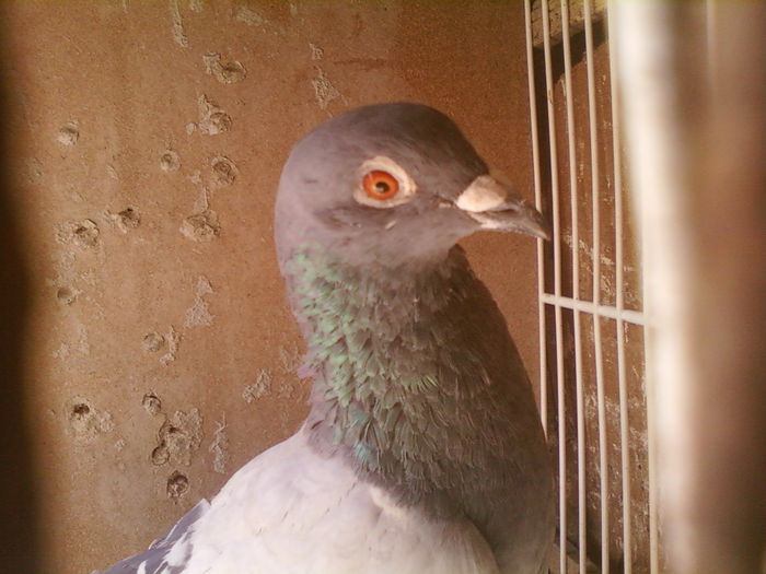 Fotografii-0017