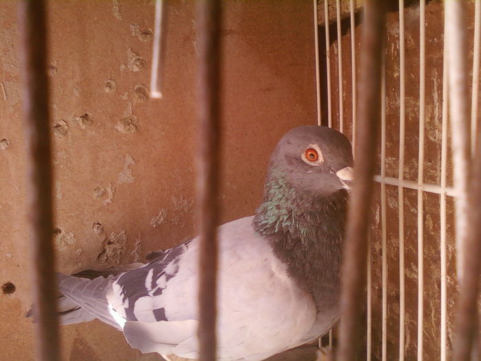 Fotografii-0018