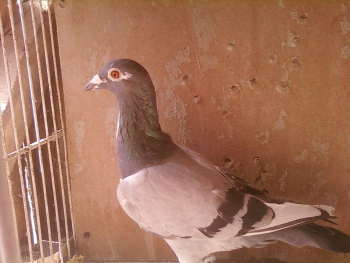 Fotografii-0021