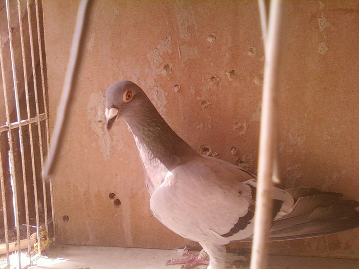 Fotografii-0022