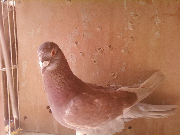 Fotografii-0029