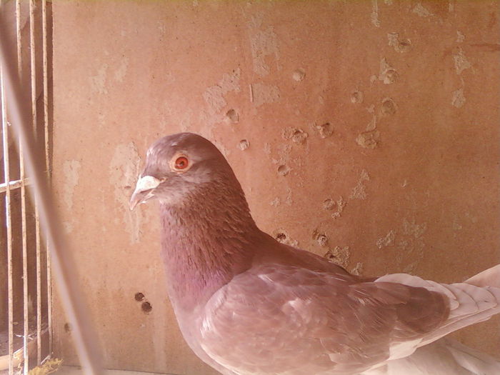 Fotografii-0031