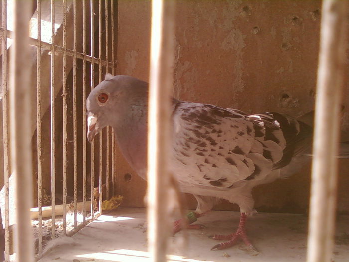 Fotografii-0033