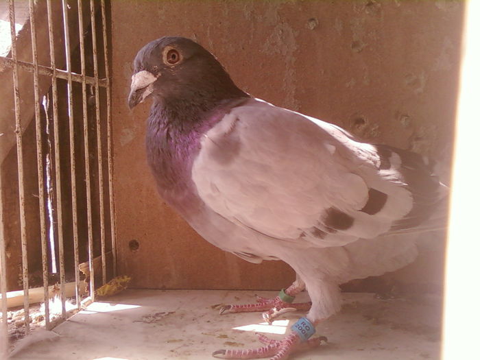 Fotografii-0035