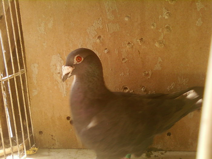 Fotografii-0042