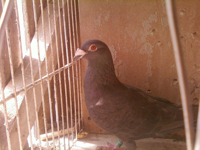 Fotografii-0043