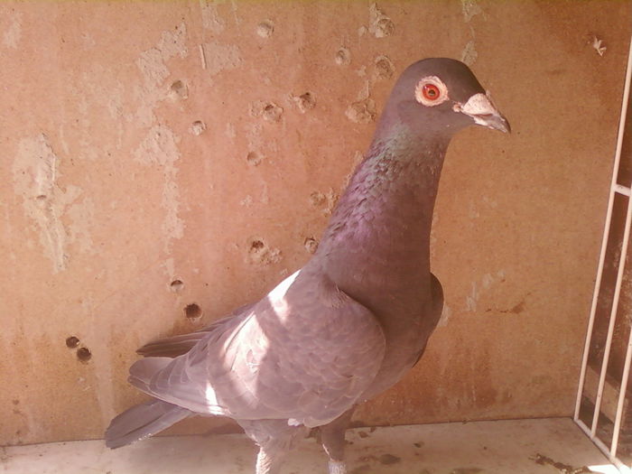 Fotografii-0046