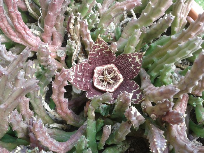 Stapelia variegata_20140914_114547 - Cactusi si suculente
