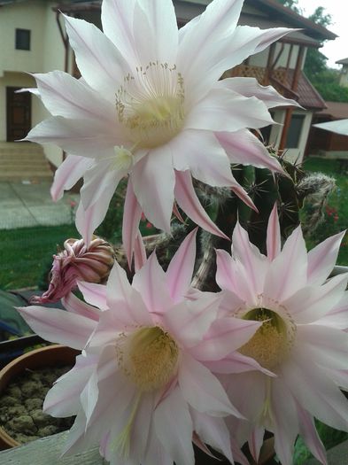 Echinopsis_20140914_114432 - Cactusi si suculente