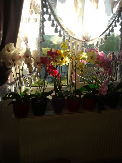 20140830_073854 - Colectia de Orhidee