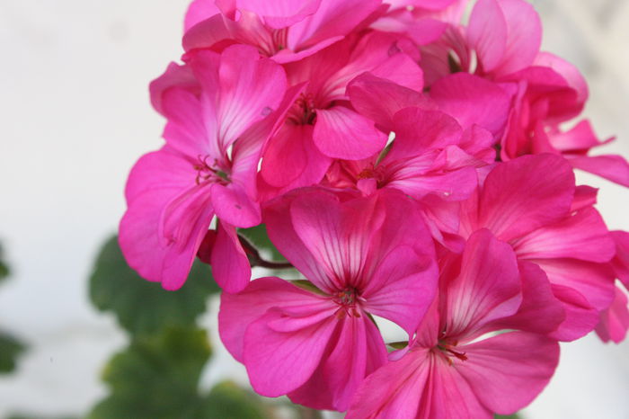 IMG_3467 - 2014 septembrie