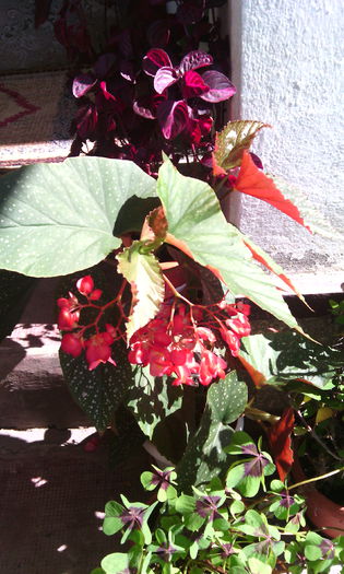 Feli 092 - begonia lucernae