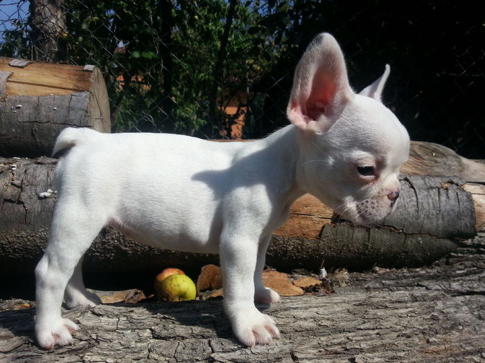 Kim...bulldog francez.2014 - BULLDOG FRANCEZ