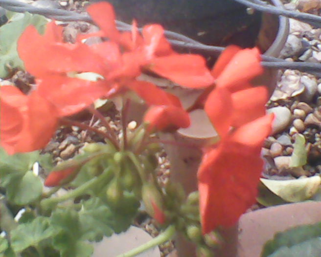 SUNP0048 - Florile Anului 2014