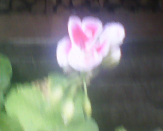 SUNP0050 - Florile Anului 2014