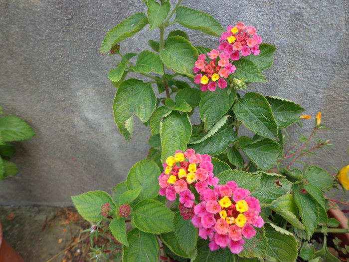 051 - Lantana 2014