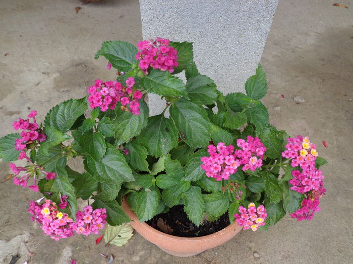 053 - Lantana 2014