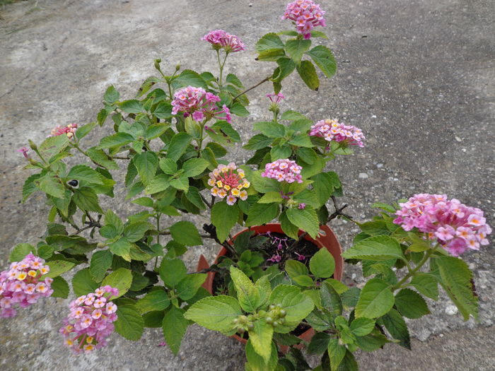049 - Lantana 2014