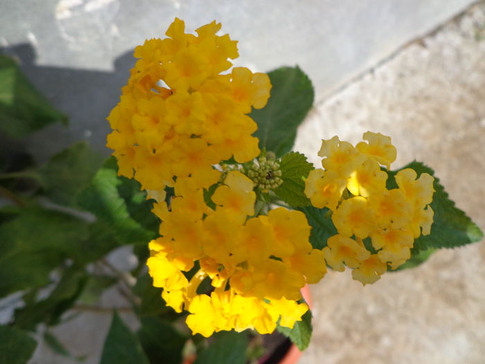 201 - Lantana colectie